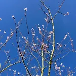 Slowflower * Ophemert