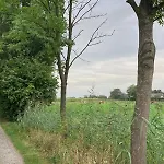 Slowflower Ophemert