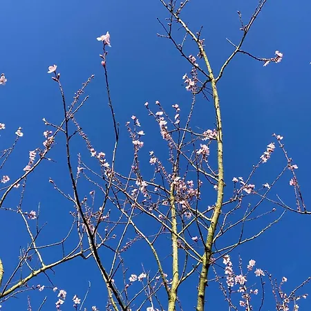 Slowflower * Ophemert