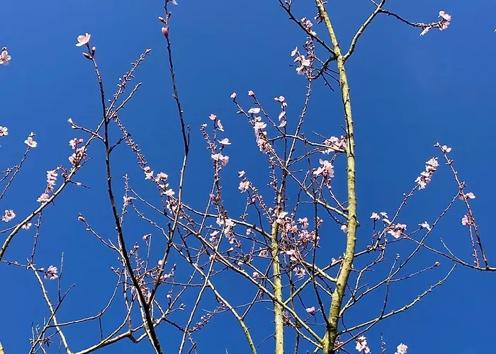 Slowflower * Ophemert